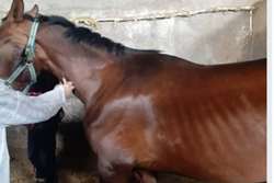 پایش سرمی بیماری مشمشه در جمعیت اسب های شهرستان درگز 